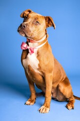 Portrait of an adorable brown dog with a pink bow tie on blue background - dog up for adoption