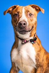 Portrait of an adorable brown and white dog with a bow tie on blue background - dog up for adoption