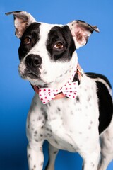 An adorable white and black dog with a polka dot collar on blue background - dog up for adoption