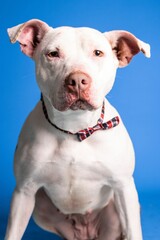 Obraz premium Portrait of an adorable white dog with bow tie on blue background - dog up for adoption