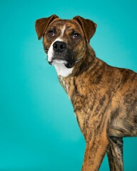 individual shelter mix breed dog poses for adoption photos
