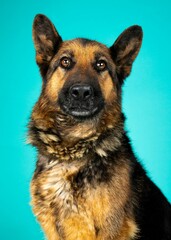 individual shelter mix breed dog poses for adoption photos