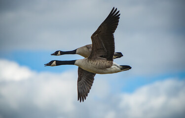 View of a couple of barnacle goose flying in France