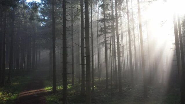 sun rays shine through the morning fog in the forest with forest path, drone photography,