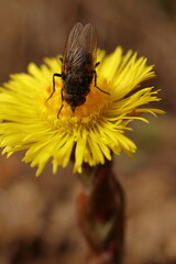 Tussilago farfara and Musca domestica, a fly sits on a yellow flower