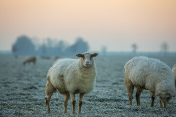 Schafe auf dem Deich im Winter