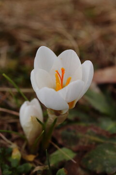 Close-up of a white saffron flower. Macro of a white flower on a brown background. Crocus albiflorus.