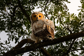 Beautiful portrait of a Tawny owl sitting on a tree branch