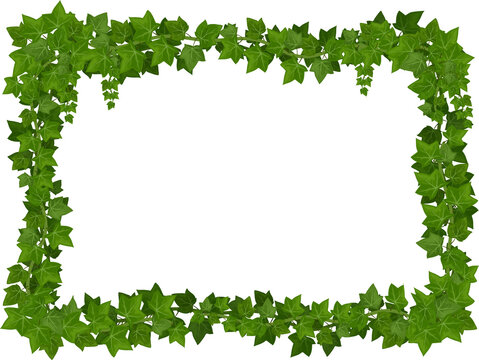 Cartoon ivy frame, rectangle border with leaves
