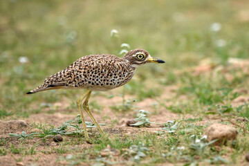 Close-up portrait of stone-curlew face in the nature in which it lives
