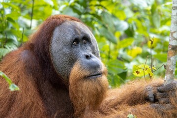 Close-up portrait of a Tapanuli orangutan holding a stick in the greenery