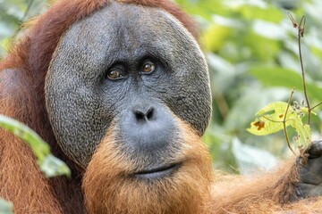 Close-up portrait of a Tapanuli orangutan in the greenery