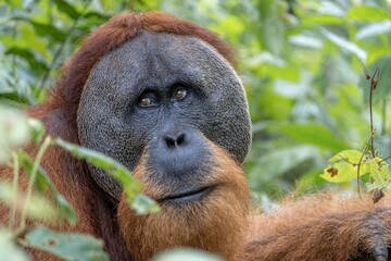 Closeup of a Sumatran orangutan (Pongo abelii) in Sumatra, Indonesia - obrazy, fototapety, plakaty