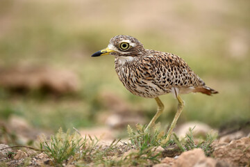 Close-up portrait of stone-curlew face in the nature in which it lives
