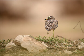 Close-up portrait of stone-curlew face in the nature in which it lives
