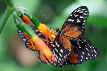 Closeup of a Cethosia biblis (red lacewing) on a flower