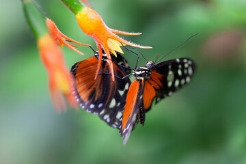 Closeup of a Cethosia biblis (red lacewing) on a flower