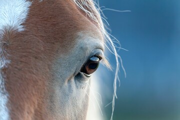 Closeup of the beautiful brown eye of a horse with long white hair on a blurred blue background