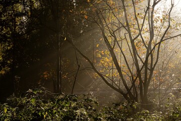 Beautiful shot of the sun shining through tree branches into a forest
