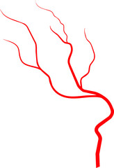 Vein blood vessel, anatomy artery eye capillary