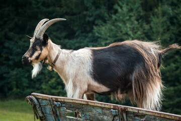 Closeup of a Goat on the farm with trees in the background