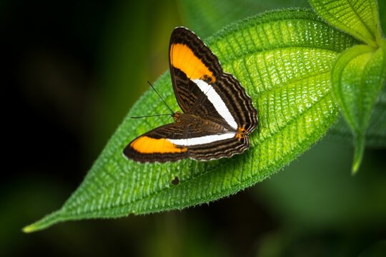 Closeup of an orange butterfly on a green leaf on a blurred background