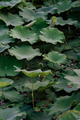 lotus and lotus leaf from different angles in thai temple beautiful flowers lotus garden national park wilderness outdoors
