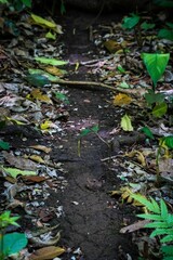 Wet dirt ground path surrounded by fresh, green leaves at a forest