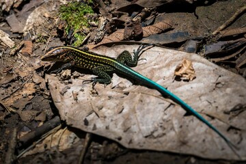 Close up of a colorful Central American whiptail (Holcosus festivus) lying on a dry leaf