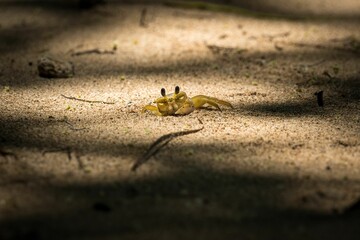 Cute Ghost crab (Ocypodinae) lying in the sand under the natural lighting