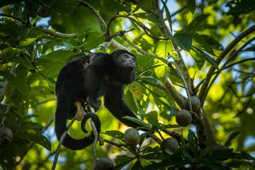 Black Howler monkey perching on tree