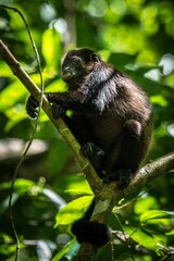 Howler monkey perching on tree