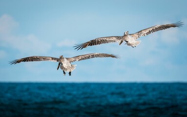 Back view of white pelicans flying over sea