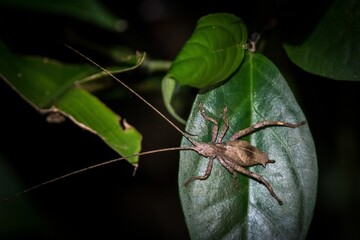 Closeup of spider perching on plant leaf