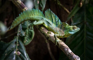 Basilisk perching on wood