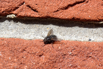 Closeup male cluster fly (Pollenia) on a cement joint in the wall. Family Blow-flies...