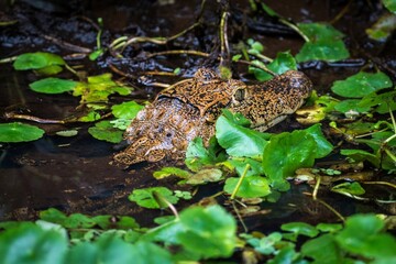 Crocodile swimming in water