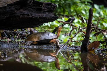 Turtle perching on wood in water