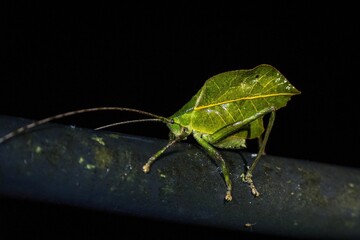Close-up shot of a Phylliidae on a tree branch with a black background