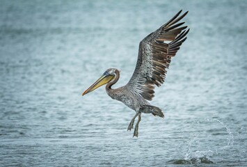 Close-up shot of a brown pelican flying over water