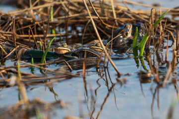 frogs are sitting in a swamp
