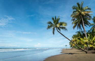 Beautiful shot of palm trees growing on a sandy beach