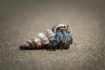 Close-up shot of a hermit crab on the sand