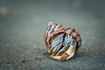 Close-up shot of a hermit crab on the sand