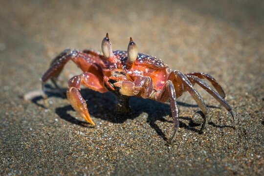 Close-up shot of a crab walking on the sand