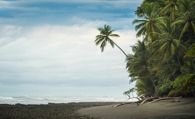 Beautiful shot of waves covering a coastline of a tropical forest