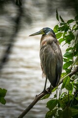 Vertical shot of a striated heron sitting on a tree branch
