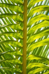Closeup of palm leaves