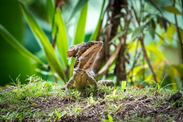 Closeup of lizard head