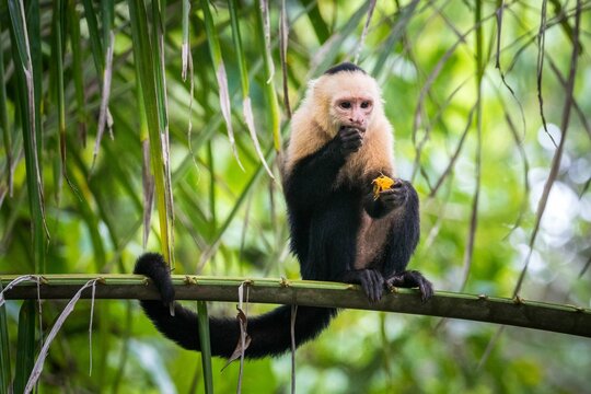 Capuchin monkey perching on tree
